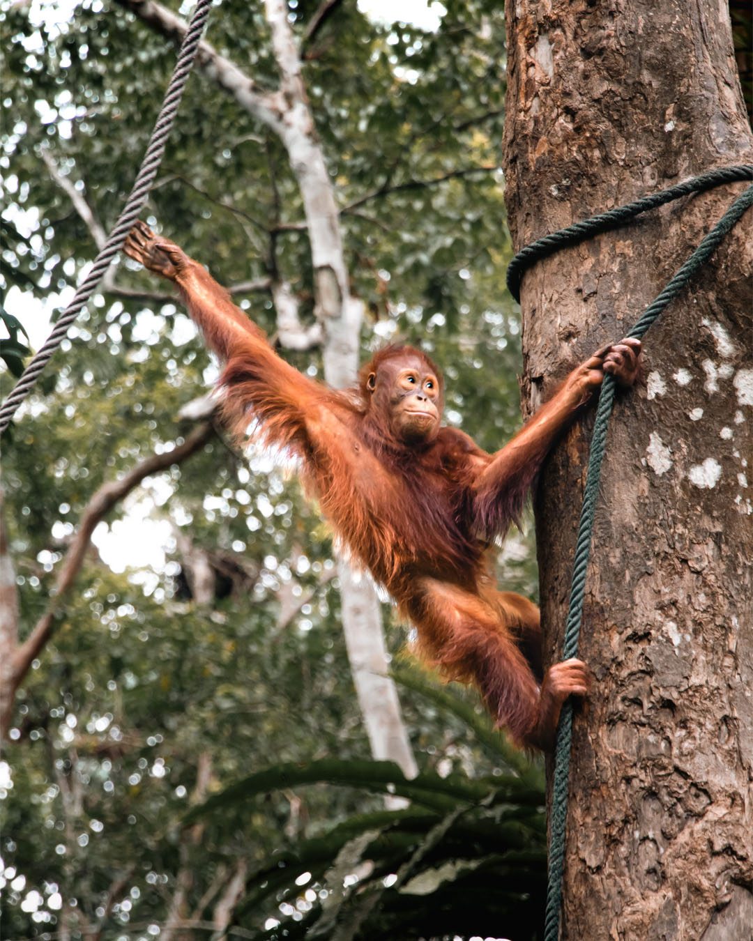 Borneo